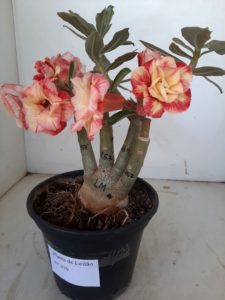 LEILÃO Nº 479 - Imagem 7