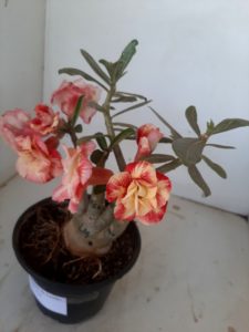 LEILÃO Nº 479 - Imagem 4