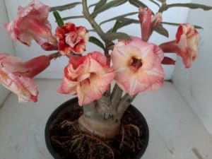 LEILÃO Nº 479 - Imagem 5