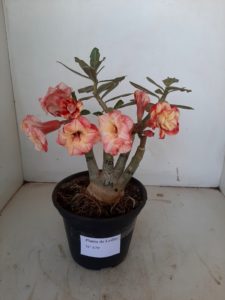 LEILÃO Nº 479 - Imagem 3