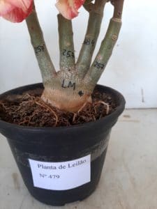 LEILÃO Nº 479 - Imagem 9