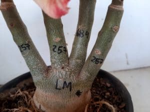 LEILÃO Nº 479 - Imagem 14