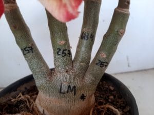 LEILÃO Nº 479 - Imagem 8