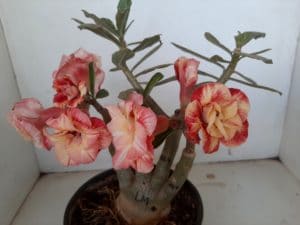 LEILÃO Nº 479 - Imagem 13