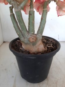 LEILÃO Nº 479 - Imagem 12