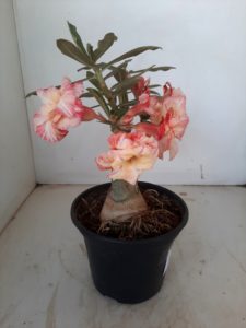 LEILÃO Nº 479 - Imagem 10