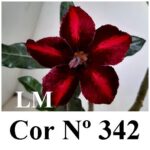 ENXERTO COR LM 342