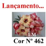 ENXERTO COR LM 462