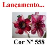 ENXERTO COR LM 558