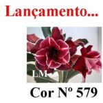 ENXERTO COR LM 579