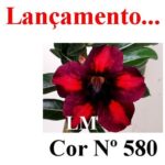 ENXERTO COR LM 580