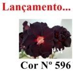 ENXERTO COR LM 596