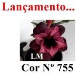 ENXERTO COR LM 755