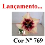 ENXERTO COR LM 769