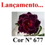 ENXERTO COR LM 677