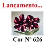 ENXERTO COR LM 626