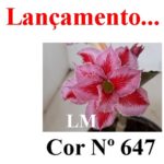 ENXERTO COR LM 647