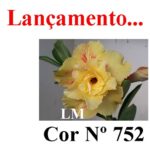 ENXERTO COR LM 752
