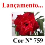 ENXERTO COR LM 759