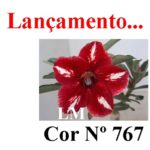 ENXERTO COR LM 767