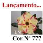 ENXERTO COR LM 777