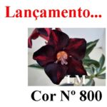 ENXERTO COR LM 800