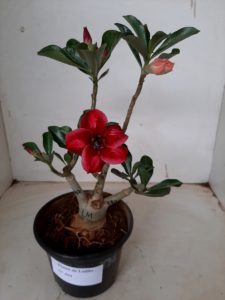 LEILÃO Nº 494 - Imagem 2