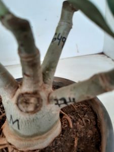 LEILÃO Nº 494 - Imagem 9