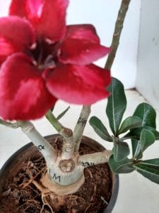 LEILÃO Nº 494 - Imagem 8