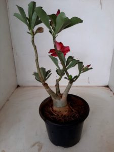 LEILÃO Nº 494 - Imagem 6