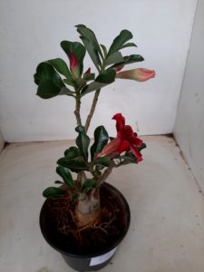 LEILÃO Nº 494 - Imagem 5