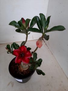 LEILÃO Nº 494 - Imagem 4