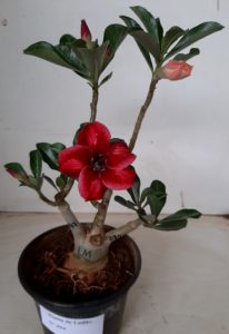 LEILÃO Nº 494 - Imagem 18