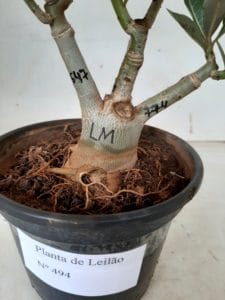 LEILÃO Nº 494 - Imagem 17