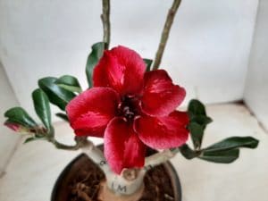 LEILÃO Nº 494 - Imagem 15