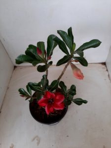 LEILÃO Nº 494 - Imagem 14