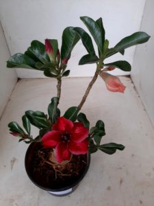 LEILÃO Nº 494 - Imagem 13