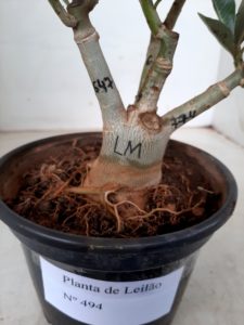 LEILÃO Nº 494 - Imagem 12