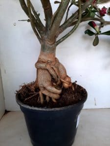 LEILÃO Nº 495 - Imagem 13