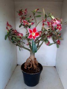 LEILÃO Nº 495 - Imagem 12