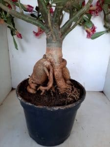 LEILÃO Nº 495 - Imagem 11