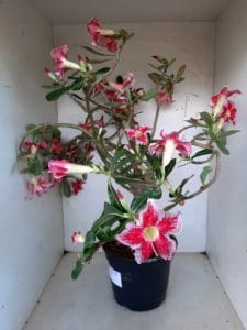 LEILÃO Nº 495 - Imagem 8