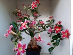 LEILÃO Nº 495 - Imagem 6