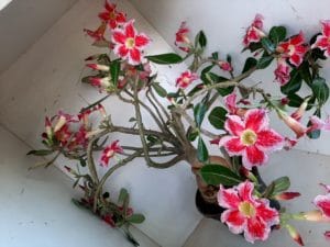 LEILÃO Nº 495 - Imagem 5