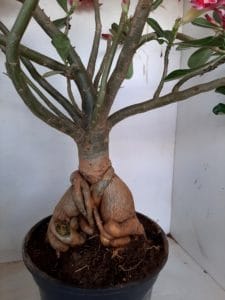 LEILÃO Nº 495 - Imagem 10