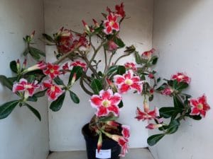 LEILÃO Nº 495 - Imagem 9