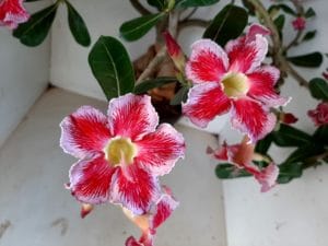 LEILÃO Nº 495 - Imagem 3