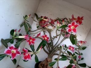 LEILÃO Nº 495 - Imagem 17