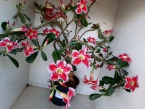 LEILÃO Nº 495 - Imagem 4