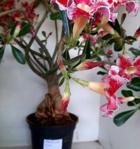 LEILÃO Nº 495 - Imagem 16